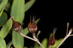 Myrtleleaf St. Johnswort